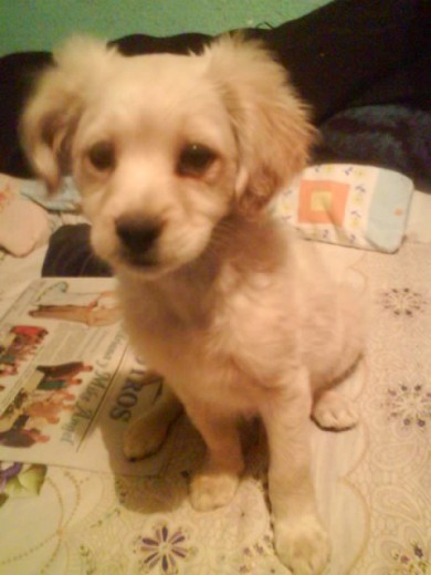 Aqui mi pequeños Stinky.....
ouch...es un amor...insisto....solo le falta hablar
Lo amoO¡¡¡